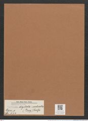 Navicula digitato-radiata (Greg.) Ralfs. (de-Toni-Nr.: Genus 1, Species 124) Zeichnungen Sammlung Grunow Mappe 00108 (Herbarium_W_Grunow_drawings_Folder_00108)